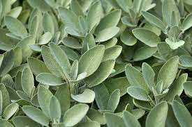 natural home remedy for grey hair