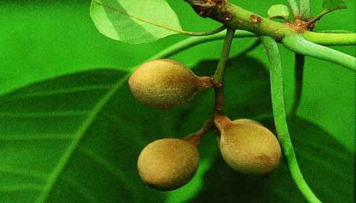 Health Benefits of Baheda