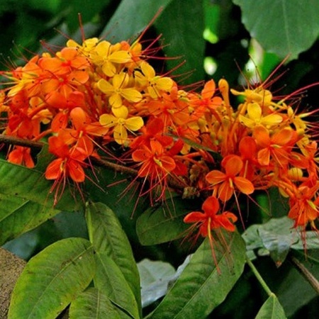 Ashoka