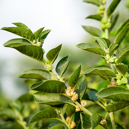 Ashwagandha