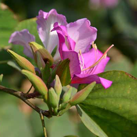 Kachnar