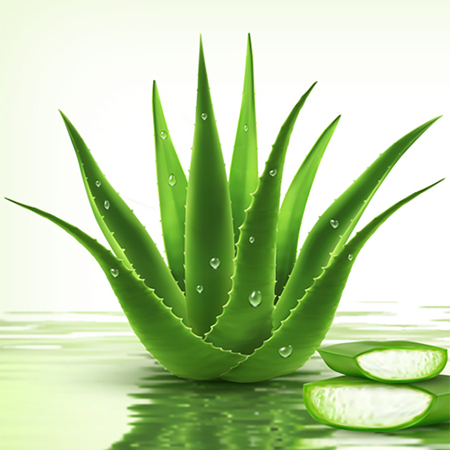 aloevera